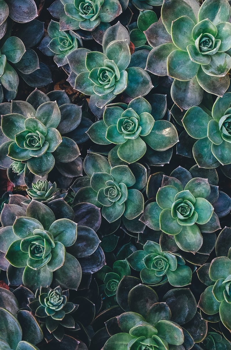 Echeveria